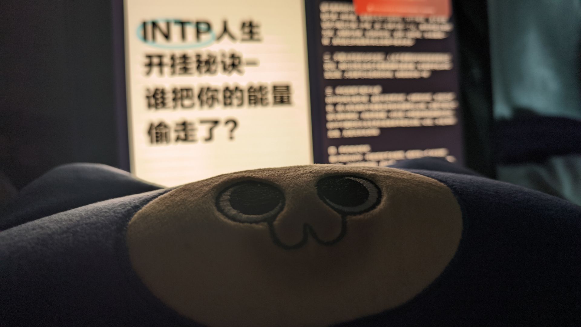 我的呆猫