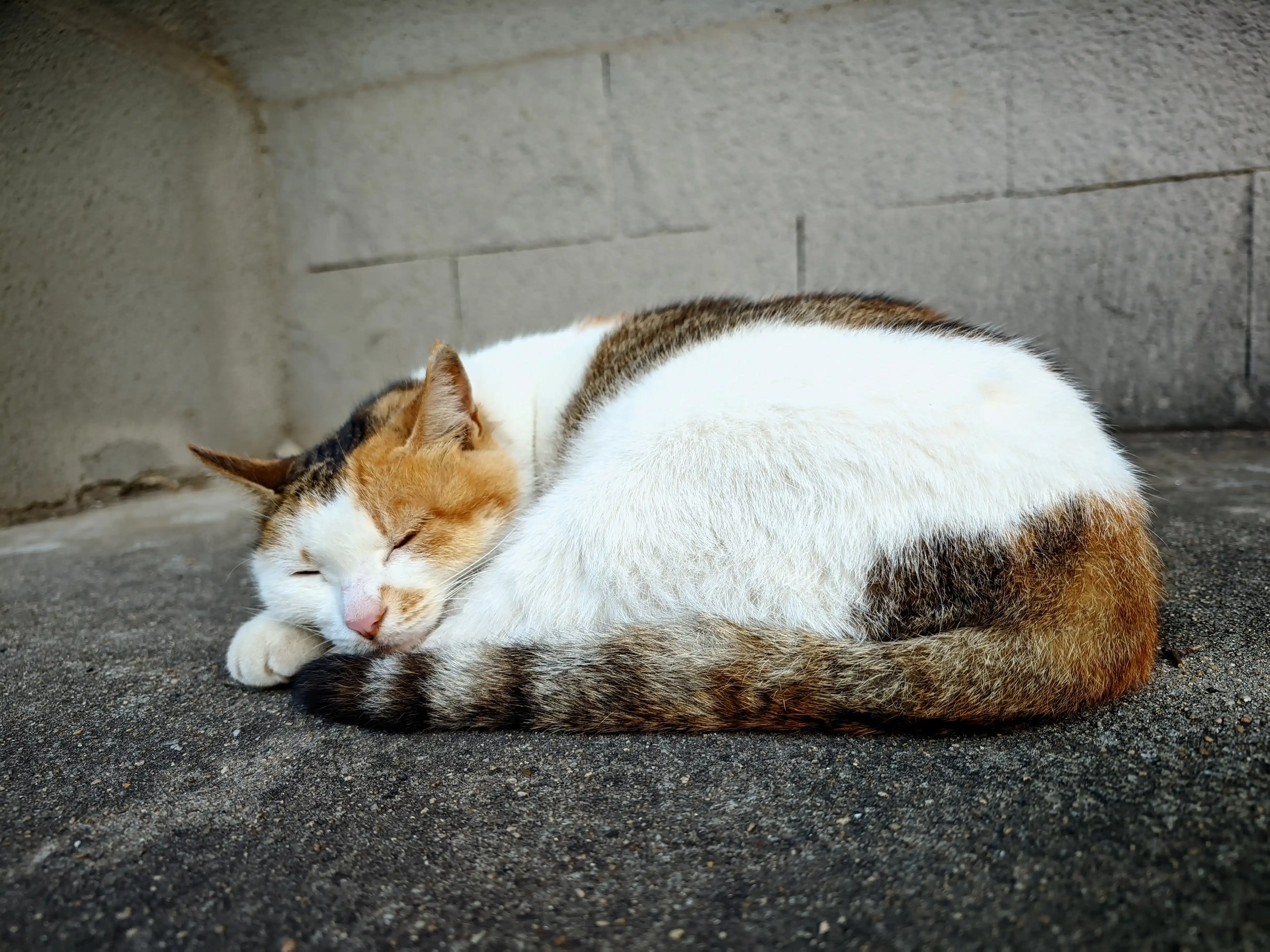 打人三花猫